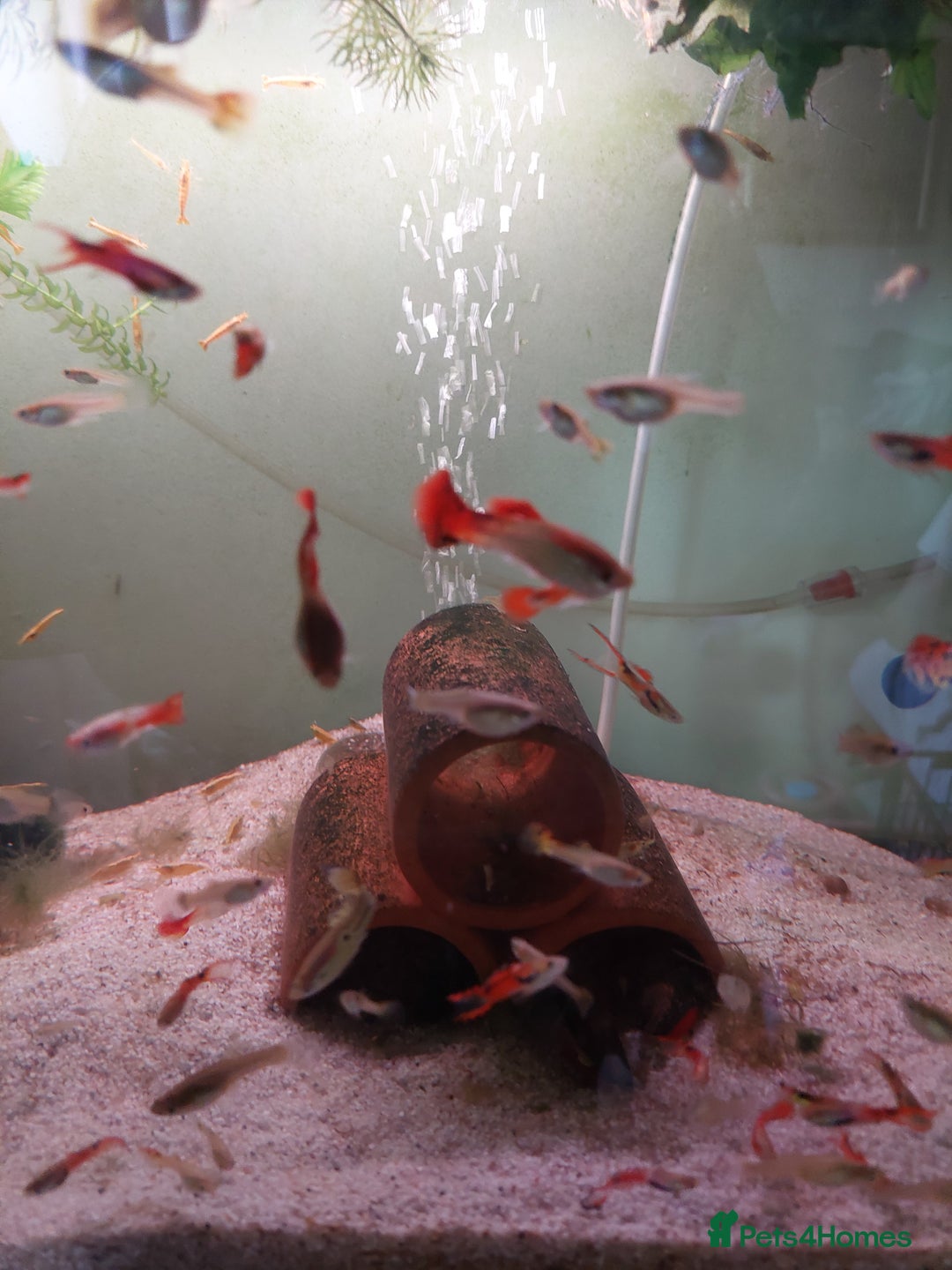 Live Bearers fish for sale: Young assorted guppies for sale - Image 2