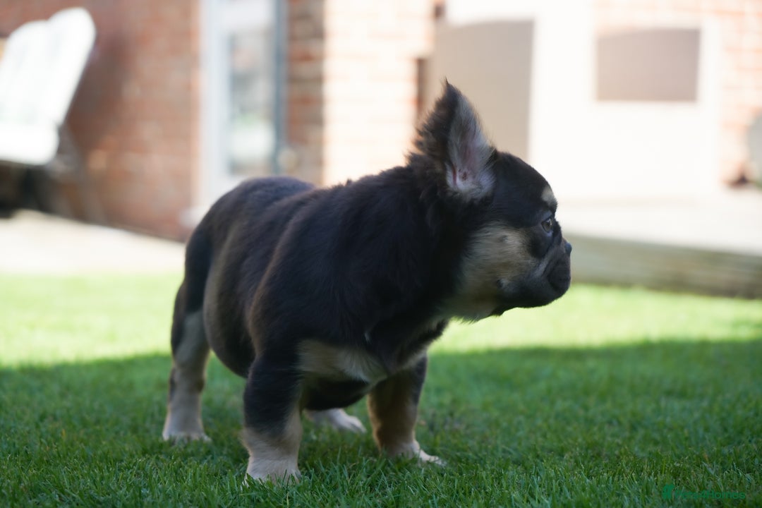 French Bulldog dogs for sale: Exceptional KC Fluffy French Bulldog Puppies - Image 25