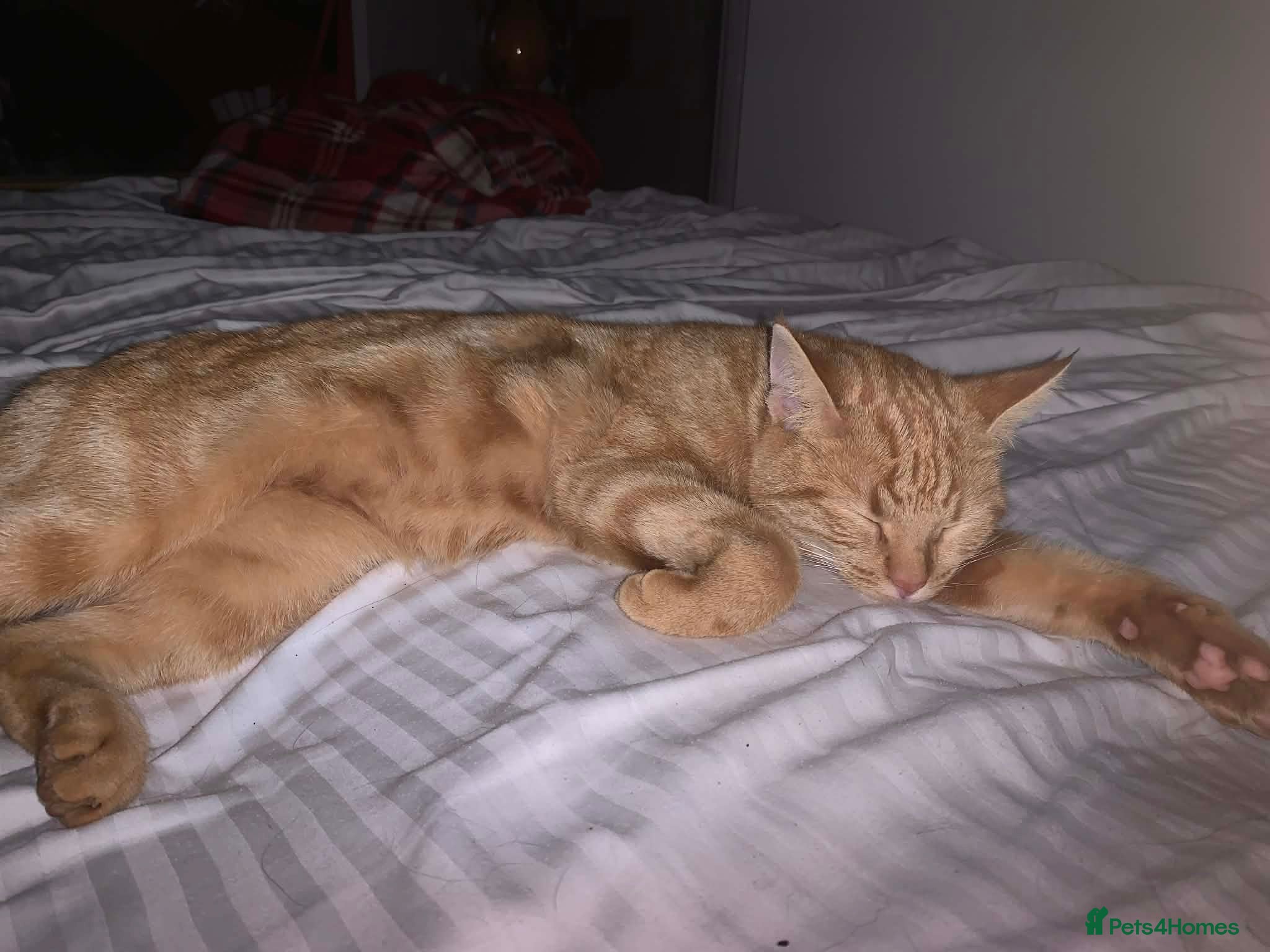 Mixed Breed cats Ginger kittens  - Advert 2