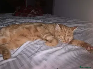 Mixed Breed cats Ginger kittens - Advert 2