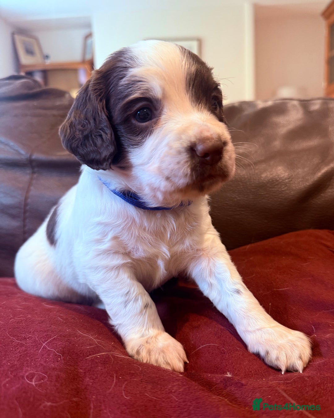 English Springer Spaniel dogs for sale: KC REG FTAW Bred Puppies from excellent lines - Image 1