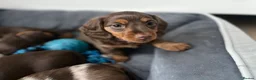 Miniature Dachshund dogs for sale: ONLY 2 LEFT! KC Registered Miniature Dachsunds - Advert 2