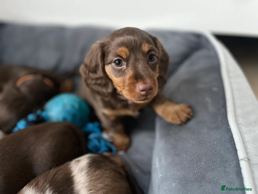Miniature Dachshund dogs for sale: ONLY 2 LEFT! KC Registered Miniature Dachsunds - Advert 2
