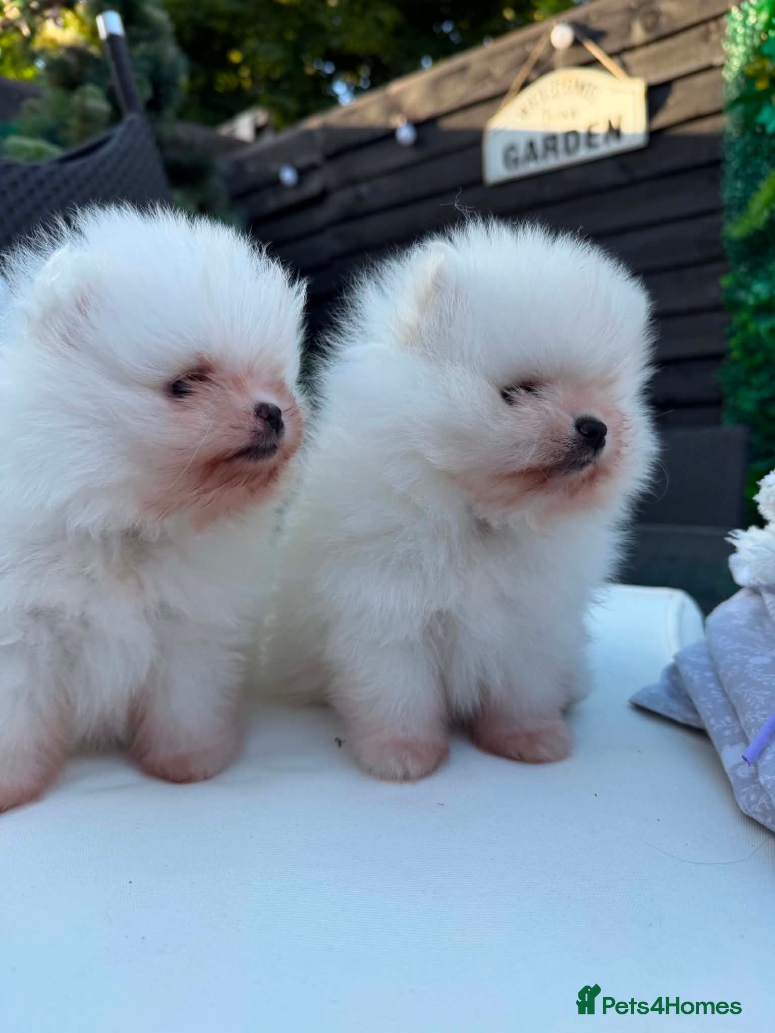 Pomeranian dogs Pomeranian - Advert 1