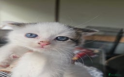 Russian Blue cats for sale: Lovley Russian blue  - Image 9