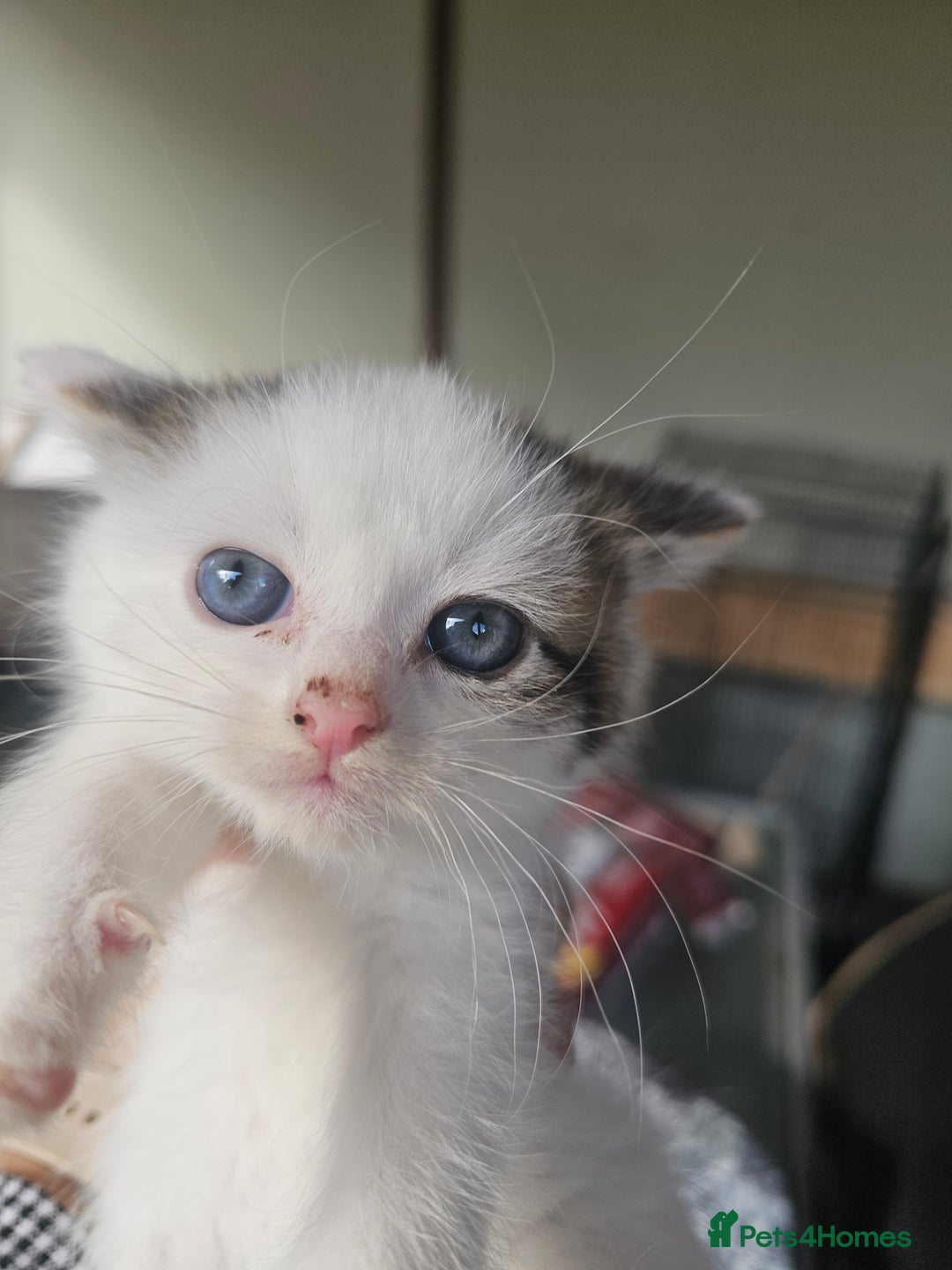 Russian Blue cats for sale: Lovley Russian blue  - Image 9