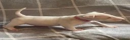 English Bull Terrier dogs for sale: 🐶 KC Registered English Bull Terrier Puppies 🐶 - Advert 7