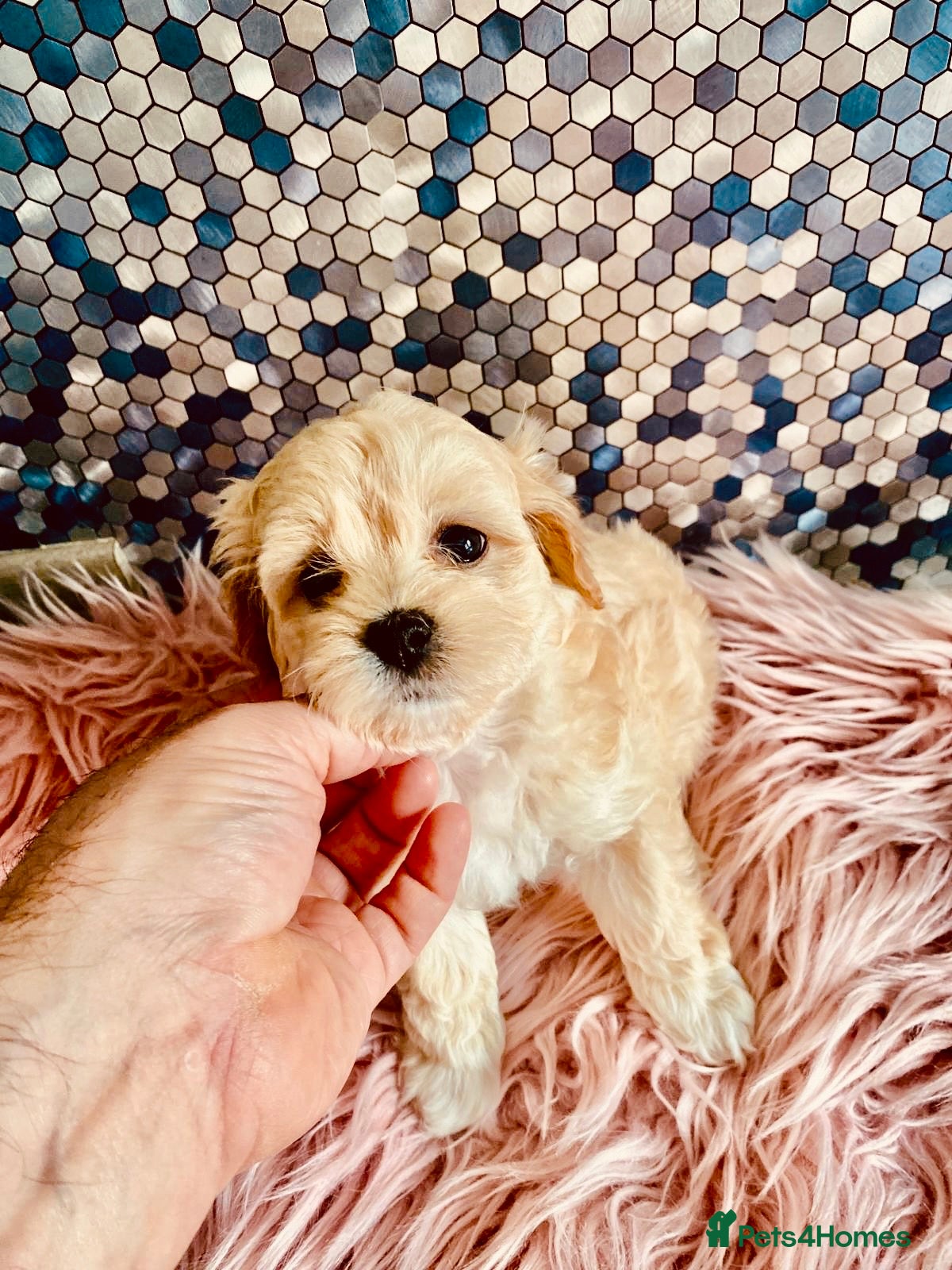 Maltipoo dogs F1 Korean multipoo babies truly beautiful  - Advert 4