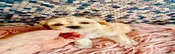 Maltipoo dogs for sale: F1 Korean multipoo one baby boy now available  - Advert 2