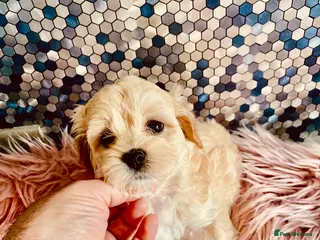 Maltipoo dogs F1 Korean multipoo babies truly beautiful - Advert 4