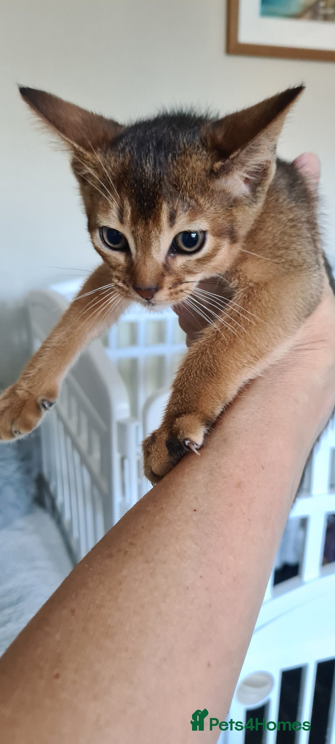 Abyssinian cats for sale: Pedigree abysinnian kittens - Image 10