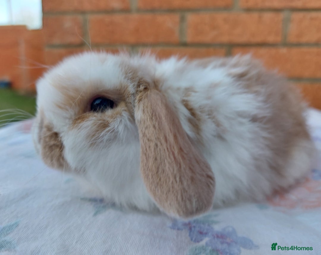 Mini Lop rabbits for sale: ☆Mini Lop Babies & Two Adult Does☆ - Advert 5