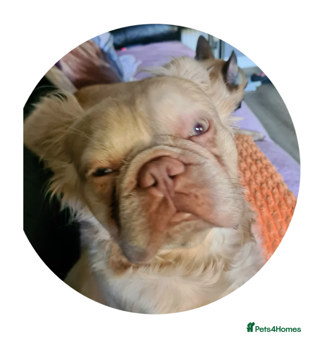 French Bulldog dogs for sale: French bulldog long hair - Advert 1