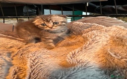 Mixed Breed cats for sale: Maine coon x Scottish fold kittens - Image 8