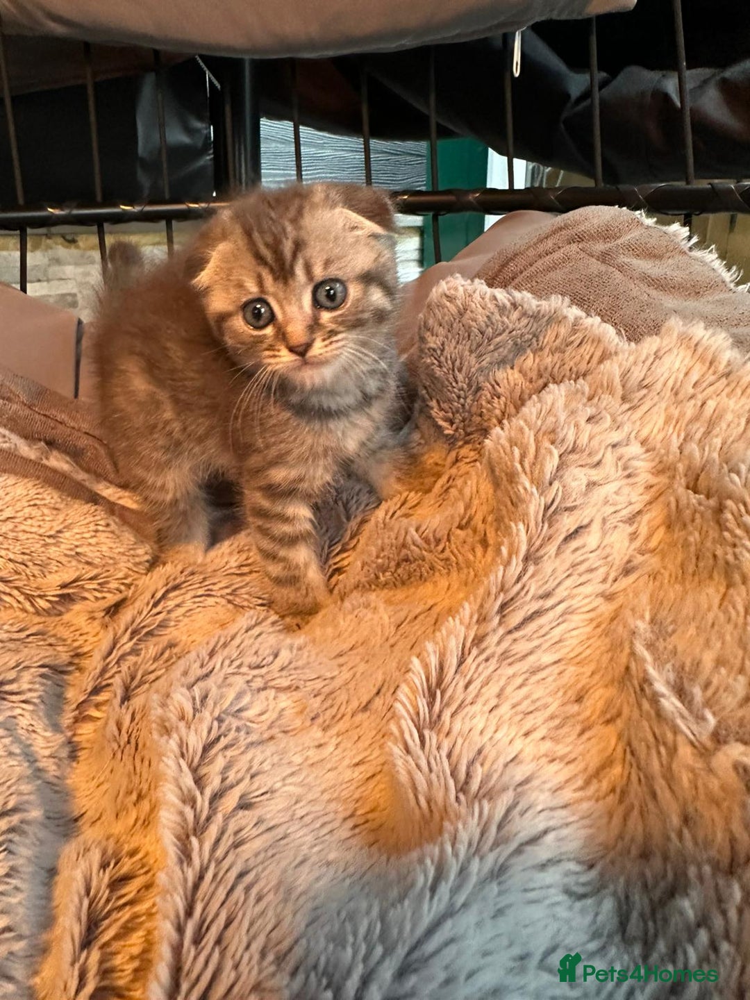 Mixed Breed cats for sale: Maine coon x Scottish fold kittens - Image 8