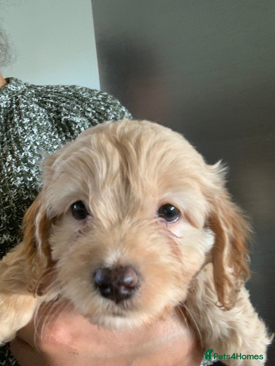 Cavapoo dogs for sale: Beautiful F2 cavapoo girls  - Advert 11
