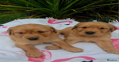Golden Retriever dogs - Advert 8