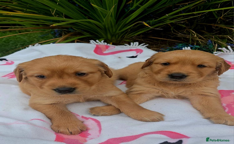 Golden Retriever dogs - Advert 2