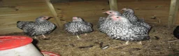 Chickens poultry for sale: Quality Silver Laced Wyandotte Bantam pullets - Advert 3
