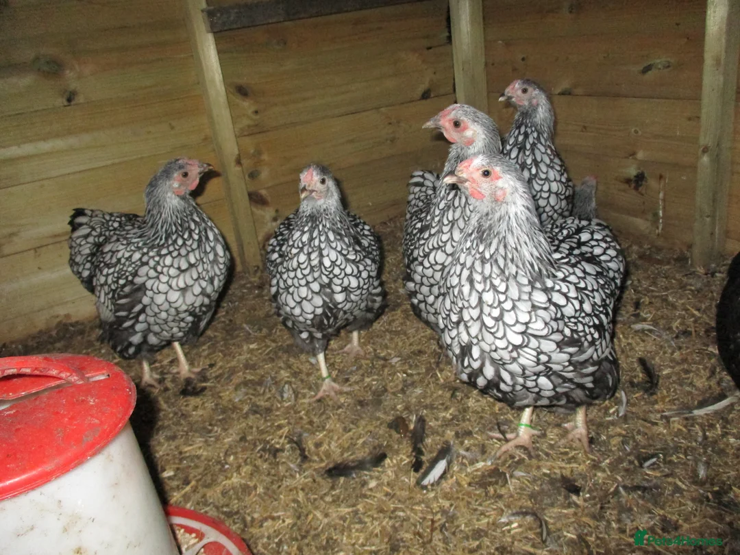 Chickens poultry for sale: Quality Silver Laced Wyandotte Bantam pullets - Advert 2