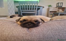 Pug dogs for sale: Puggies for sale - Image 8