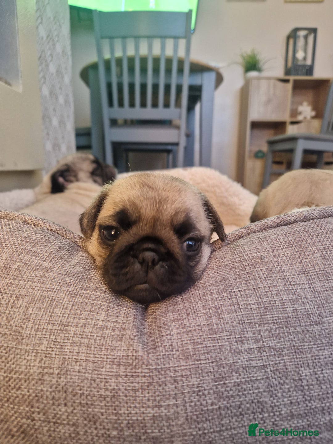 Pug dogs for sale: Puggies for sale - Image 8