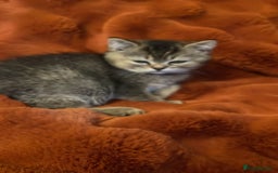 British Shorthair cats for sale: Exceptional BSH kitten, chocolate brown  - Image 8