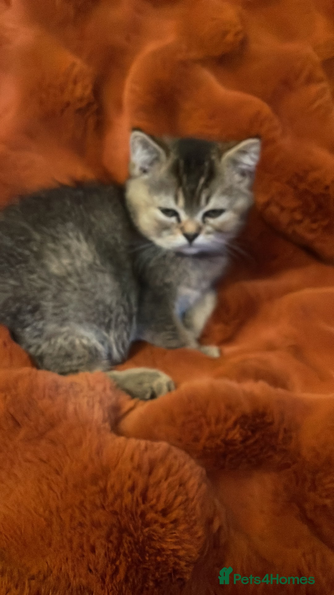 British Shorthair cats for sale: Exceptional BSH kitten, chocolate brown  - Image 8