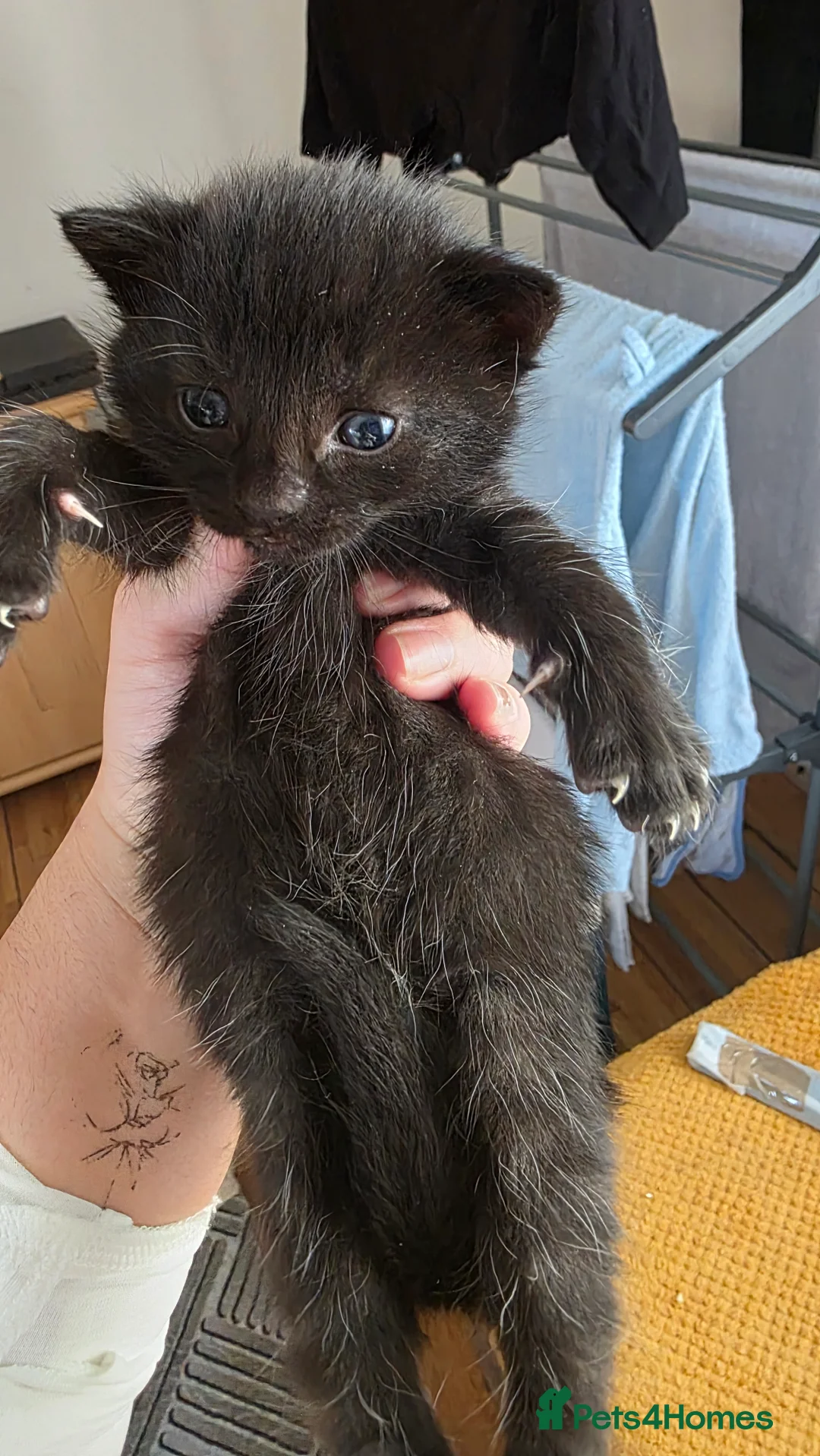 British Shorthair cats for sale: Beautiful kitten - Advert 6