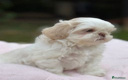 Shih Tzu dogs for sale: Stunning tiny imperial karashishi puppies - Image 23