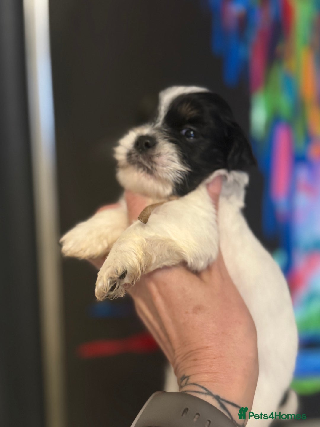 Lhasa Apso dogs for sale: Stunning kc registered Lhasa apso pups - Image 4
