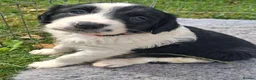 Mixed Breed dogs for sale: Lovely Sprollie Puppies  - Advert 9