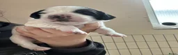 English Springer Spaniel dogs for sale:  springer spaniels pups for sale  - Advert 7