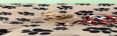 Poochon Puppy 2