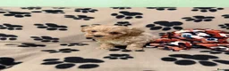 Poochon dogs for sale: ***Beautiful Poochon puppies Boys and Girls*** - Advert 20