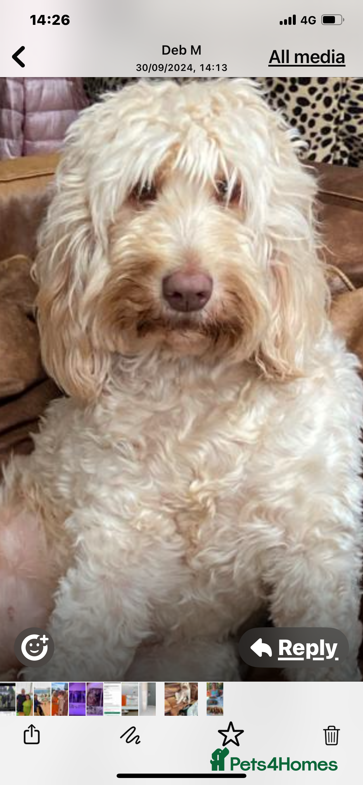 Labradoodle dogs Standard multigenerational  labradoodle - Advert 1