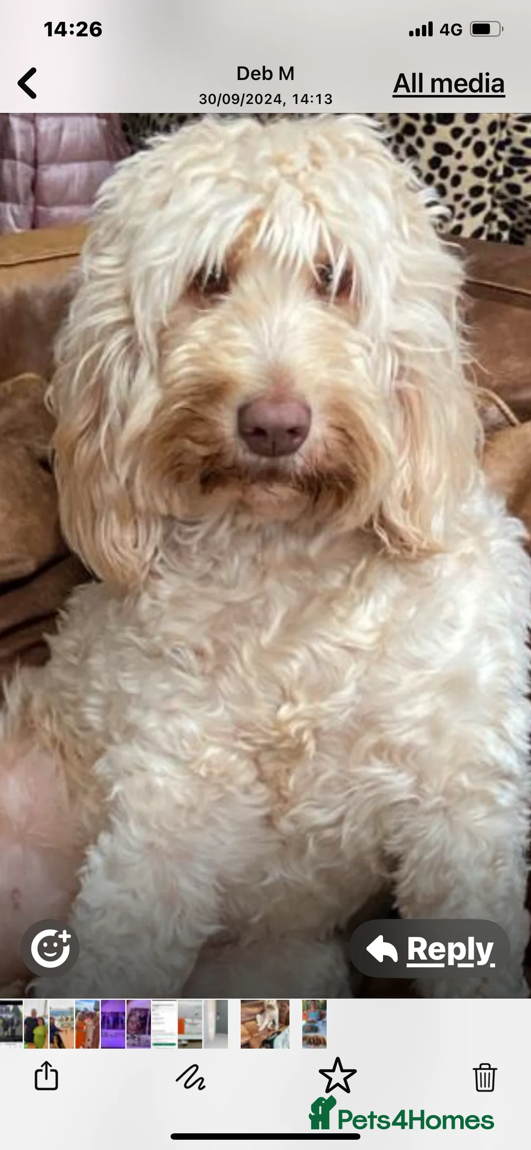 Labradoodle dogs for sale: Standard multigenerational  labradoodle - Advert 1