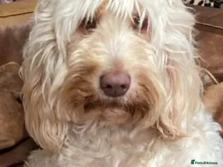 Labradoodle dogs Standard multigenerational labradoodle - Advert 1