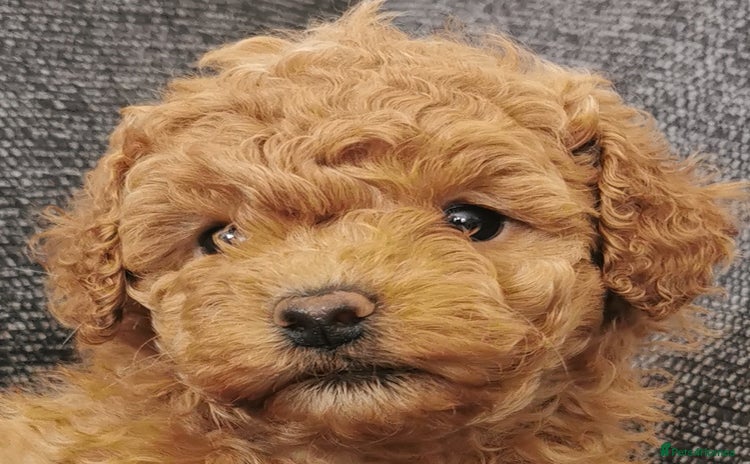Toy Poodle dogs - Advert 15