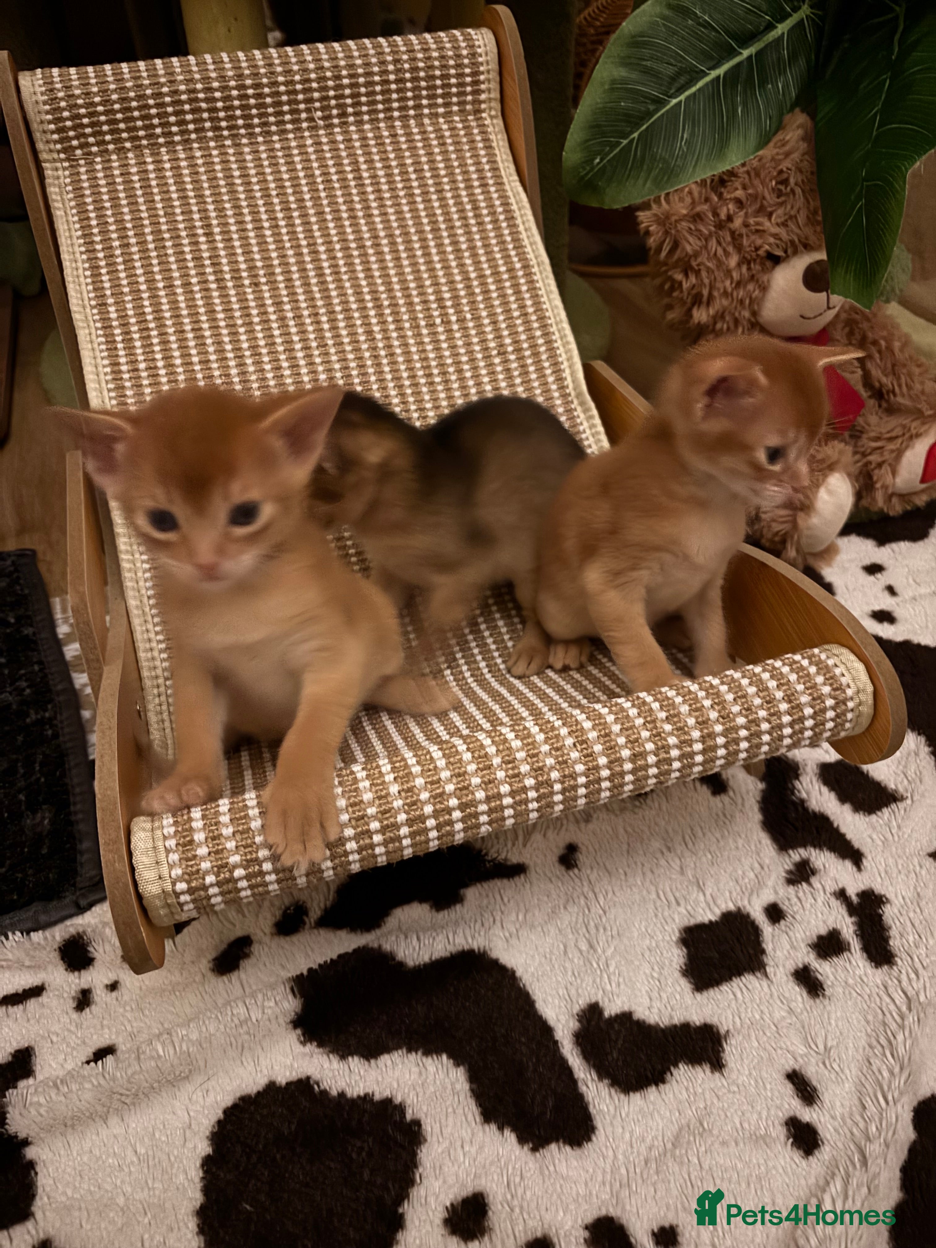 Abyssinian cats Abysinian 3 weeks kittens - Advert 10