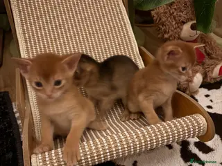 Abyssinian cats Abysinian 3 weeks kittens - Advert 10