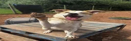 Mixed Breed dogs for adoption: Meet Dolly, currently residing in Leicester  in Hinckley - Advert 7