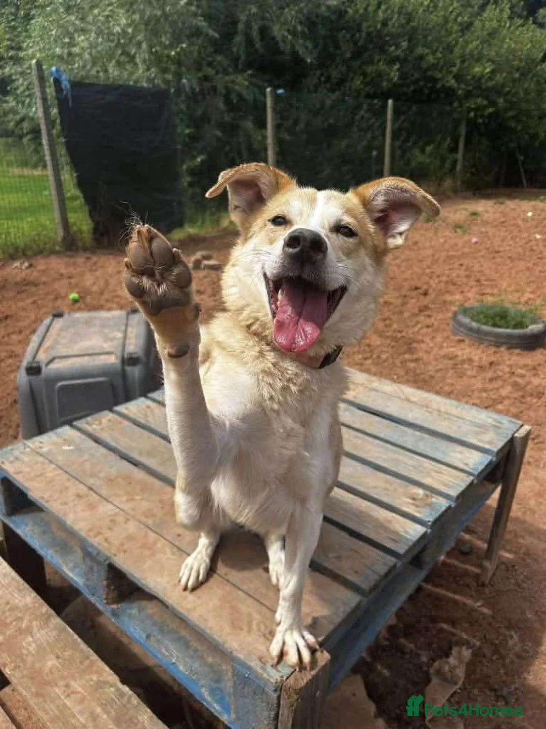Mixed Breed dogs for adoption: Meet Dolly, currently residing in Leicester  in Hinckley - Advert 7