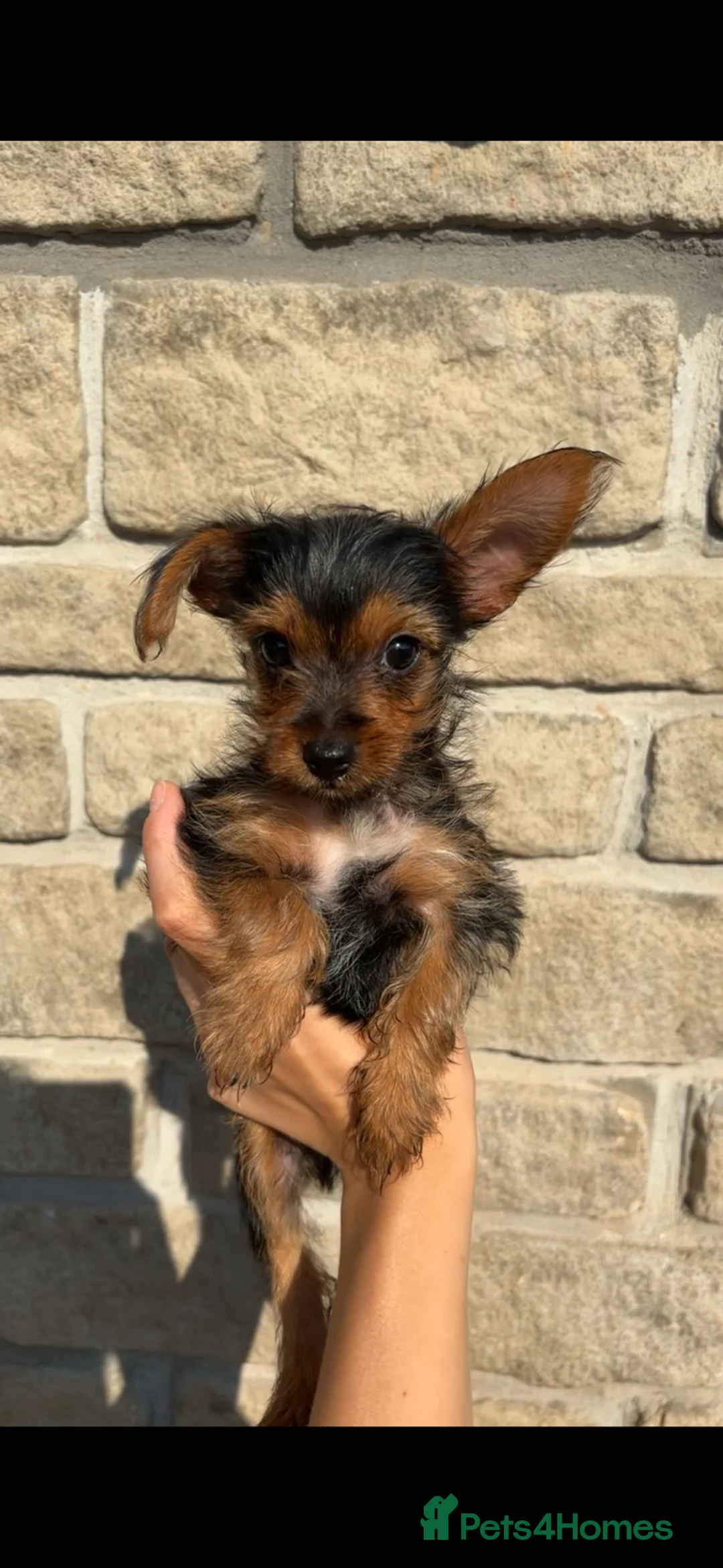 Yorkshire Terrier dogs for sale: Gorgeous Yorkshire terriers for sale*one boy left* - Advert 2