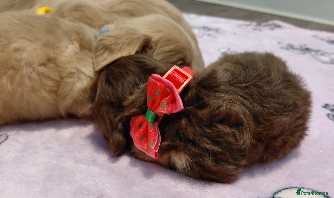 Miniature Dachshund dogs for sale: Sweetest Longhaired/One S.Haired Mini's 🤎🐾 - Advert 6