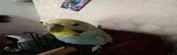 Cockatiels birds for sale: Budgie and cockateil, semi tamed cage included in Walsall - Advert 4