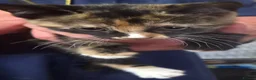 Mixed Breed cats for sale: Kittens for sale in Kilwinning - Advert 6