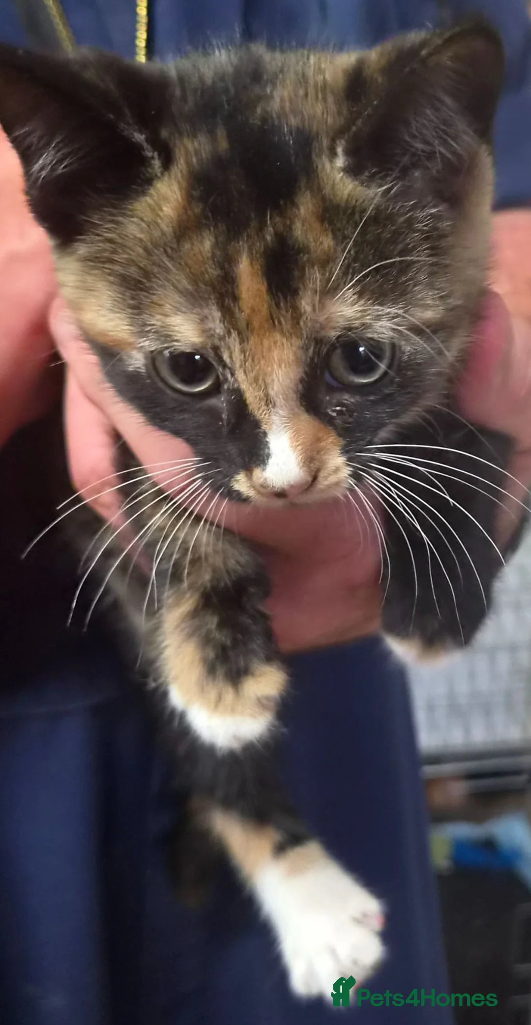 Mixed Breed cats for sale: Kittens for sale in Kilwinning - Advert 6