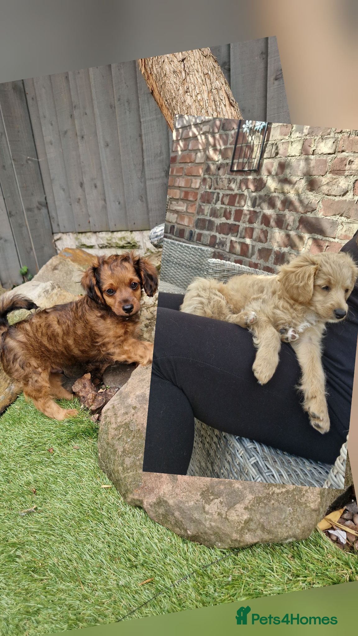 Cavapoochon dogs Beautiful Cavapoochon Pups  - Advert 11
