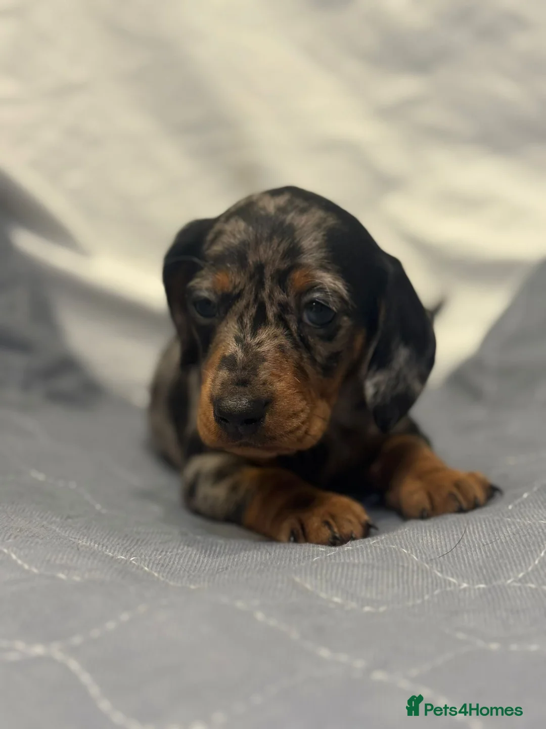 Dachshund dogs for sale: Miniature dashhound  - Advert 12
